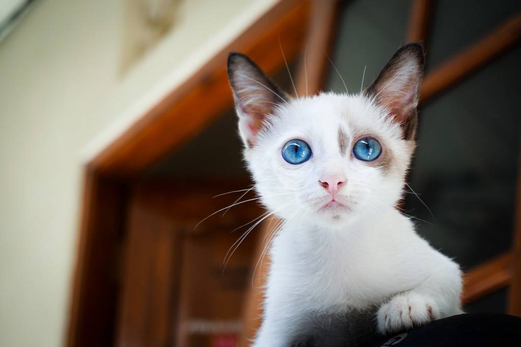 Топ 10 пород кошек с белым окрасом — список, характеристика и фото