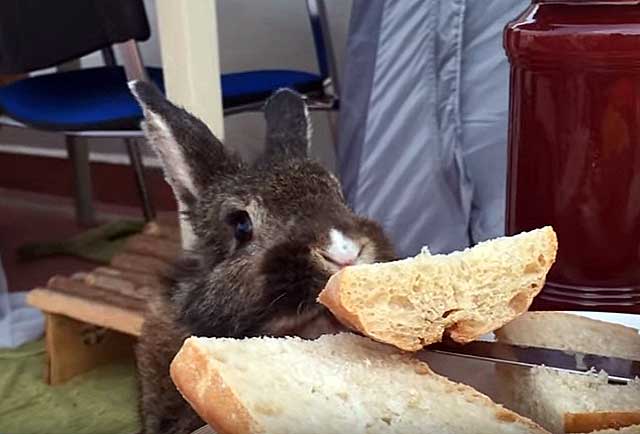✅ можно ли кормить кроликов сухарями. можно ли давать кроликам хлеб или сухари - cvetochki-ulyanovsk.ru