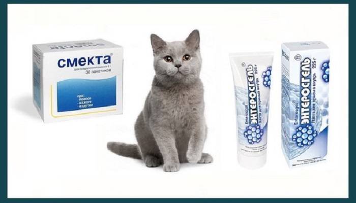 Понос у котенка, кошки: что делать? [руководство к действию] - kotiko.ru