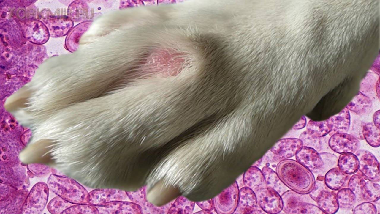 Малассезиозный дерматит у собак: симптомы и лечение
