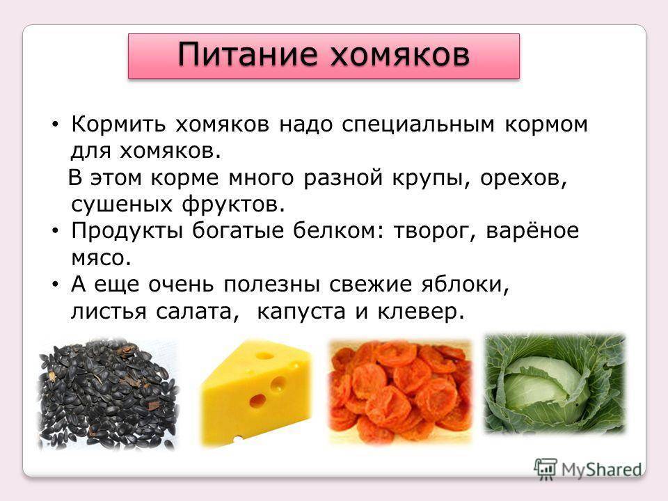 Какие фрукты и овощи можно давать хомякам