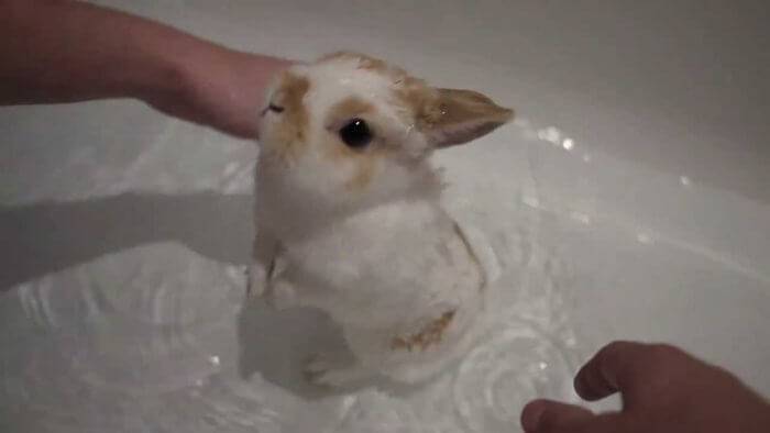 Можно ли купать кролика декоративной породы, чем и как правильно