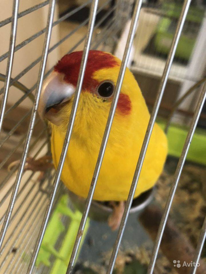 Какарик краснолобый: попугай в кардинальской шапочке