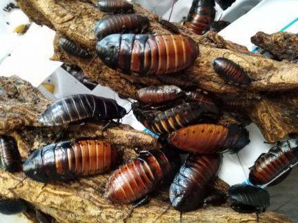 Мадагаскарский шипящий таракан: фото, размножение, содержание