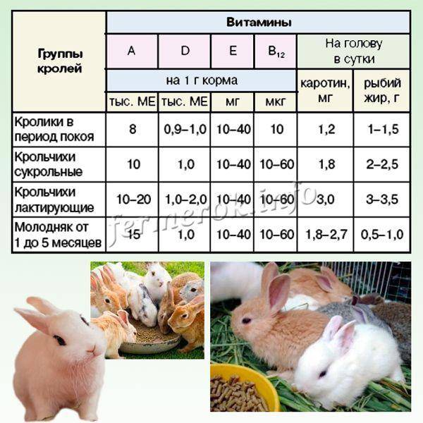 Комбикорм для кроликов: состав. как сделать его своими руками? сколько комбикорма кролик съедает в день? обзор лучших производителей