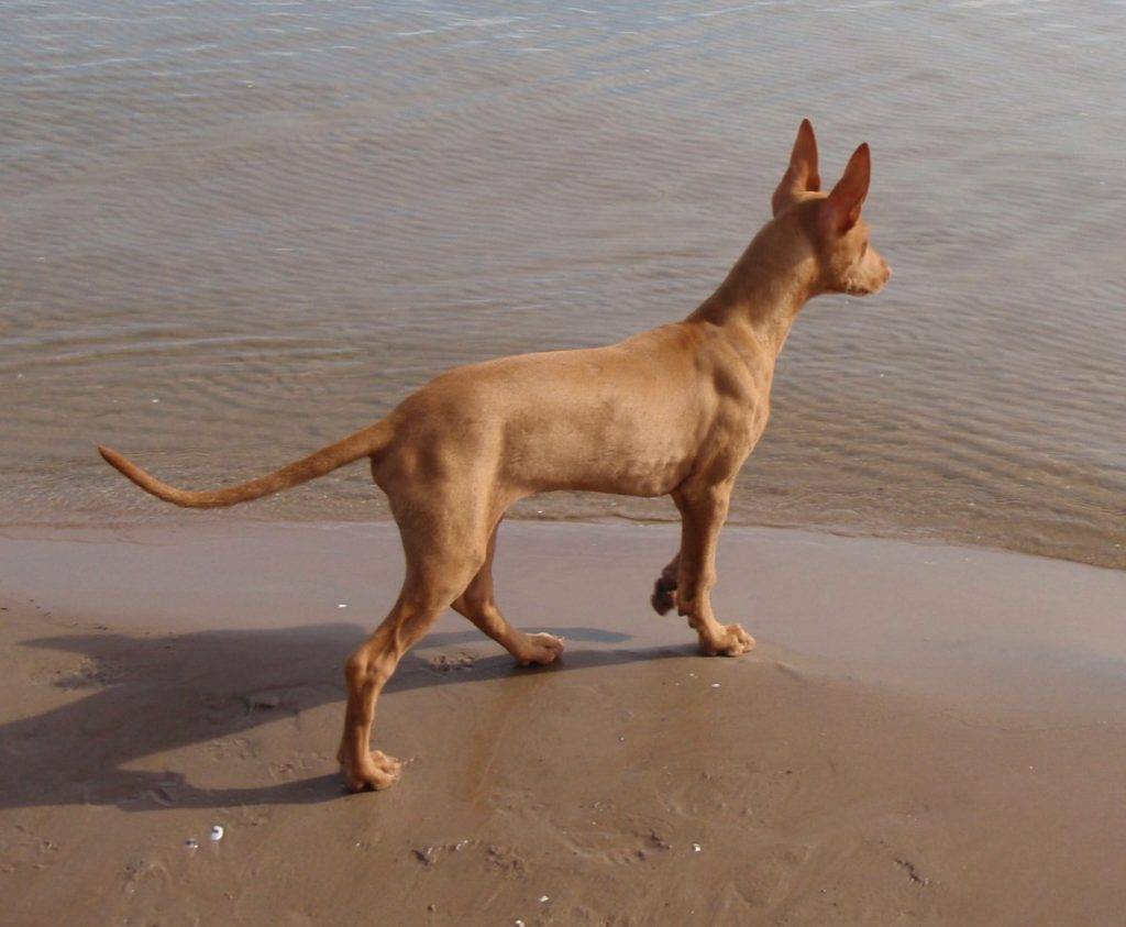 Фараонова собака ????: описание породы, характер, содержание и уход, фото собаки