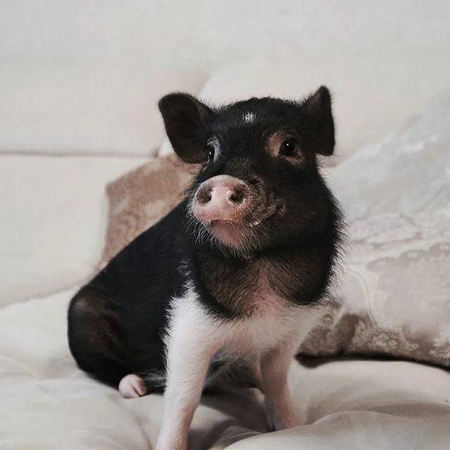 Мини-пиги, уход, содержание и питание миниатюрных свиней