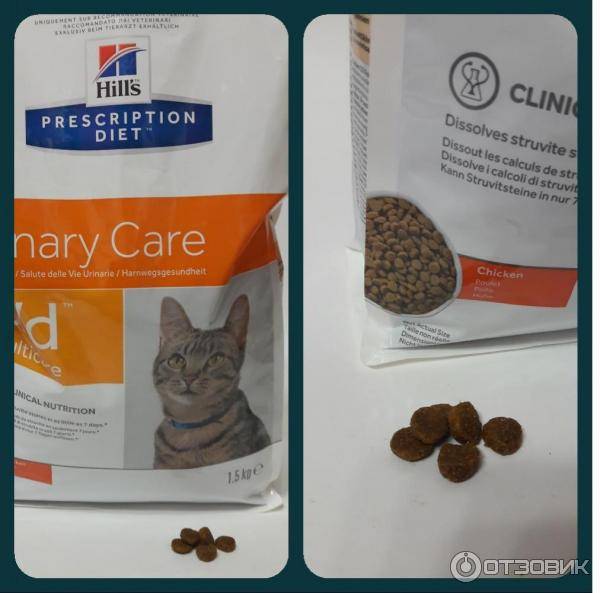 Варианты кормления кошки больной мочекаменной болезнью: примеры лечебного питания