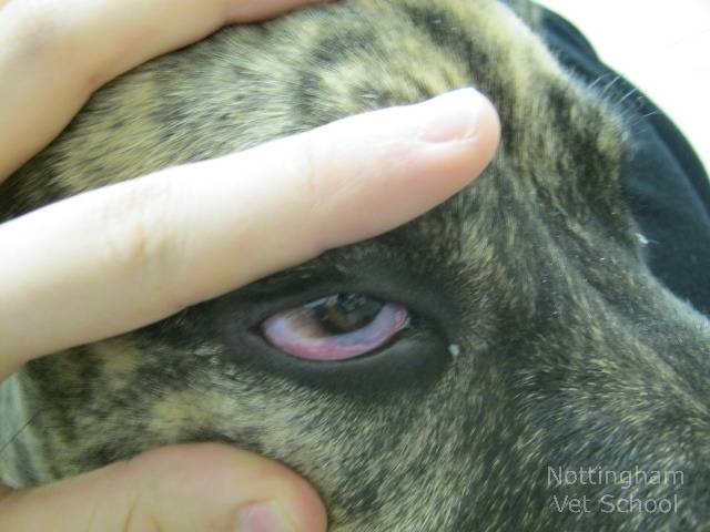 Сухой кератоконъюнктивит у собаки • лечение синдрома сухого глаза