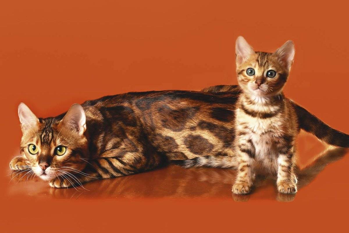 Бенгальская кошка: фото, описание породы и содержание