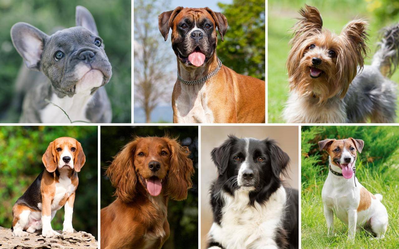 Самые добрые и ласковые породы собак в мире