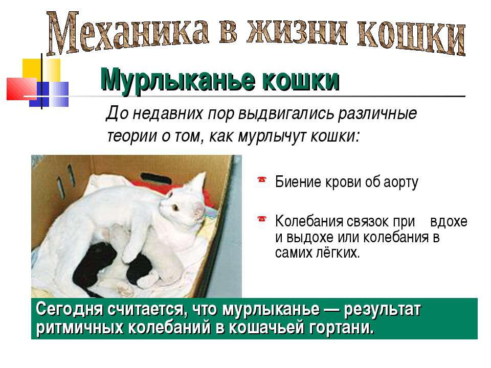Почему мурлыкает кошка, научные факты » notagram.ru
