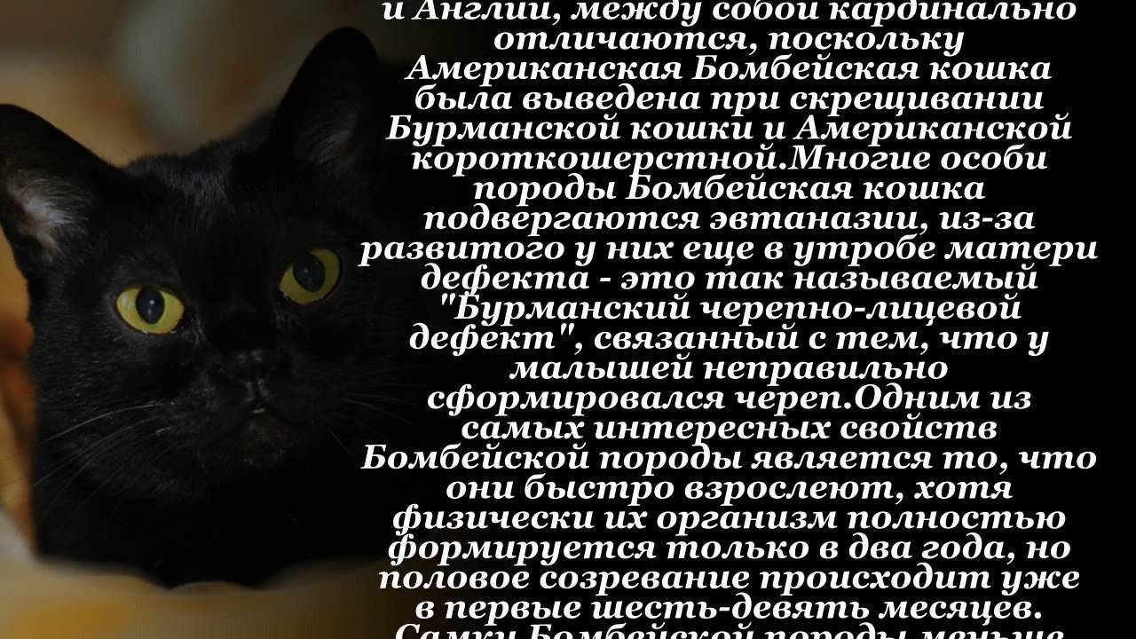 Породы Черных Кошек С Фотографиями