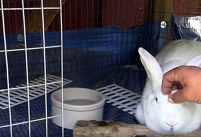 Чем дезинфицировать клетки кроликов после болезни, гибели + список препаратов