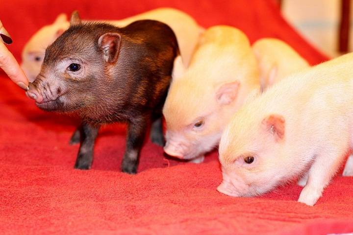 Мини-пиги — карликовые домашние свиньи