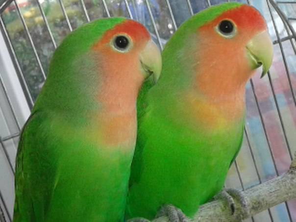 Как определить возраст и пол какарика: отличие самца от самки | болезни попугаев
как определить пол и возраст какарика? | болезни попугаев