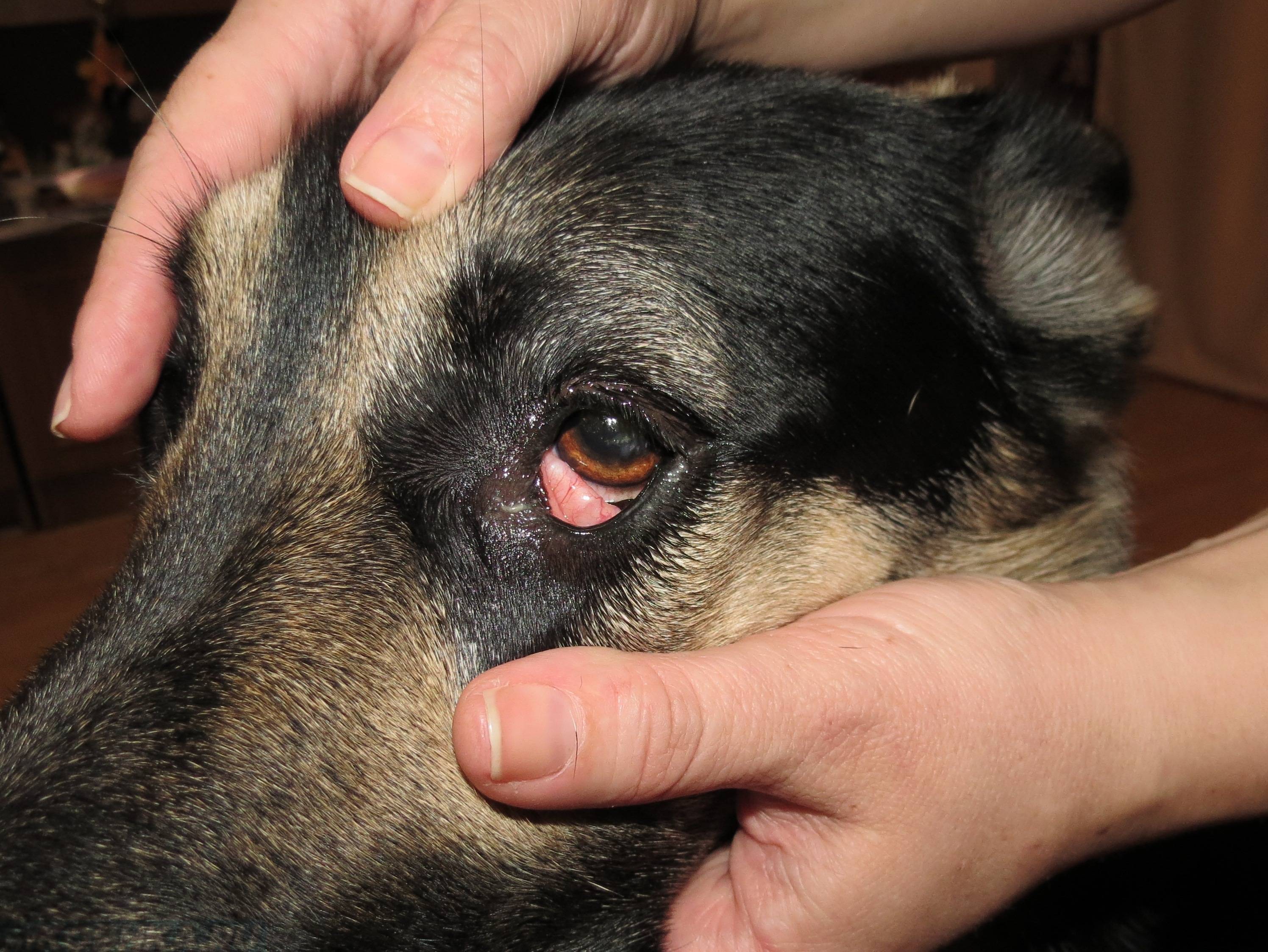 Диагностика слезотечения у животных в клиниках беларуси