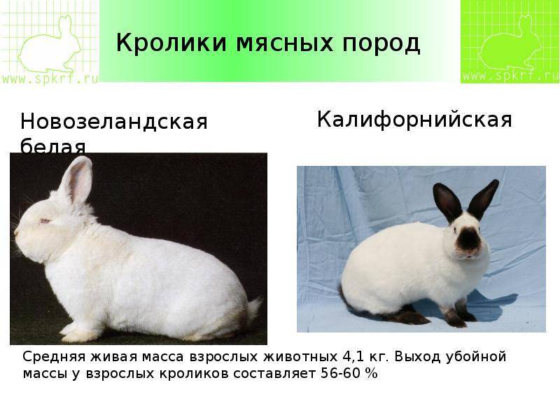 Кролики строкачи: внешние данные, выбор, уход и размножение