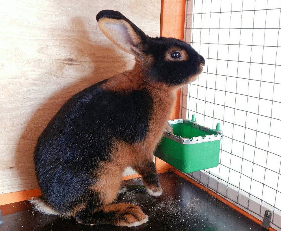 Кролики чёрно-огненной породы: как ухаживать и чем кормить в домашних условиях