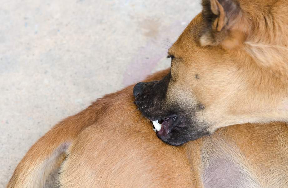 Почему собака грызет свой хвост: до крови, что с этим можно сделать