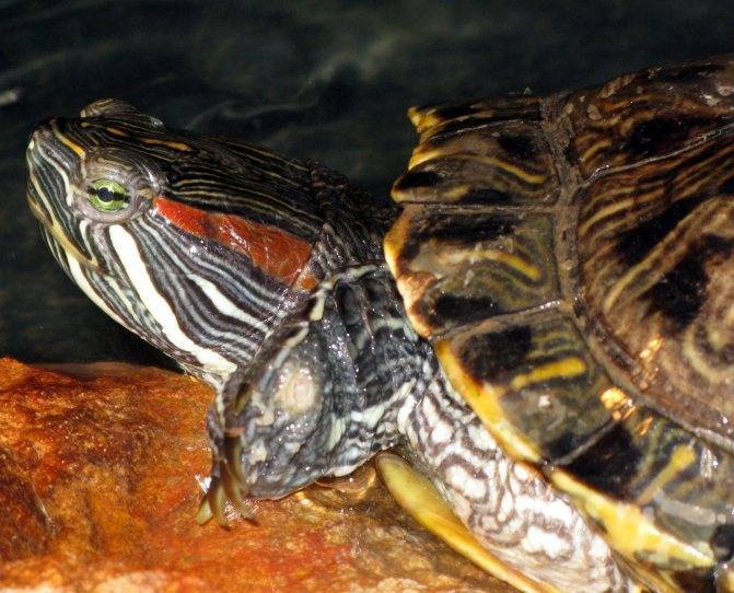 Спячка черепахи (зимовка) - черепахи.ру - все о черепахах и для черепах