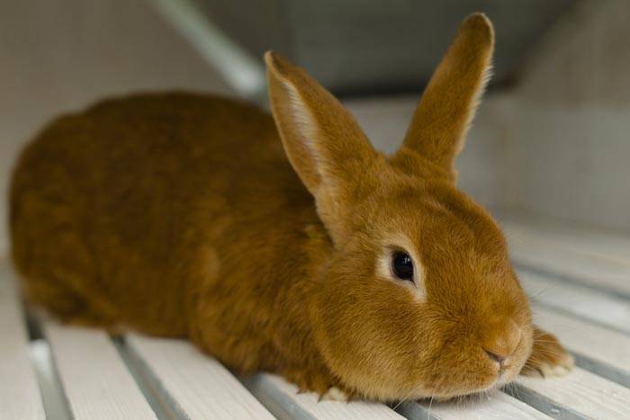 Кролик бургундский: описание и характеристика породы, содержание и уход, продуктивность