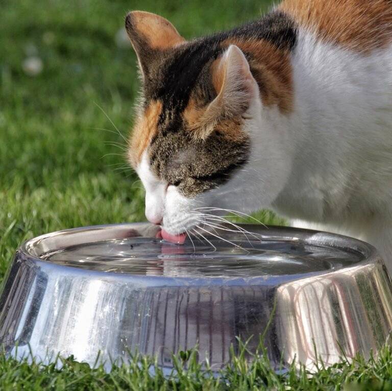 Кошка не пьет воду, что делать? | дети фауны