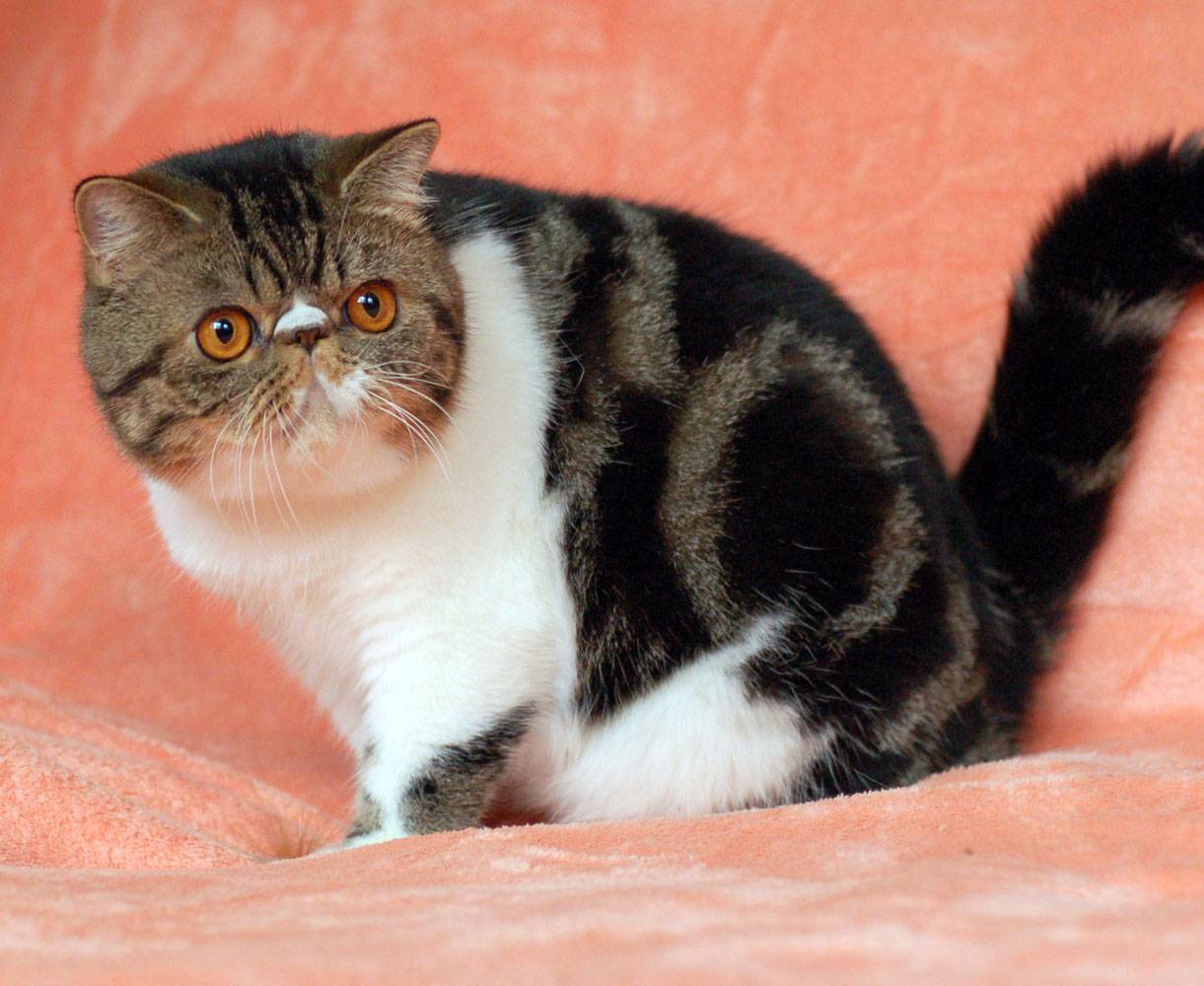 Экзотическая короткошерстная кошка
