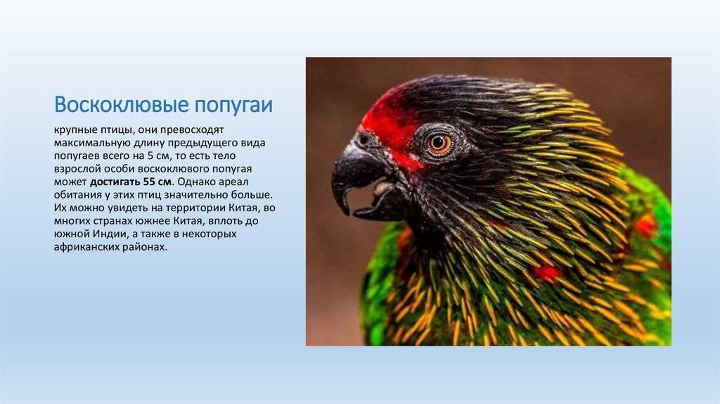 Какапо: единственный нелетающий попугай в мире | 7 фактов