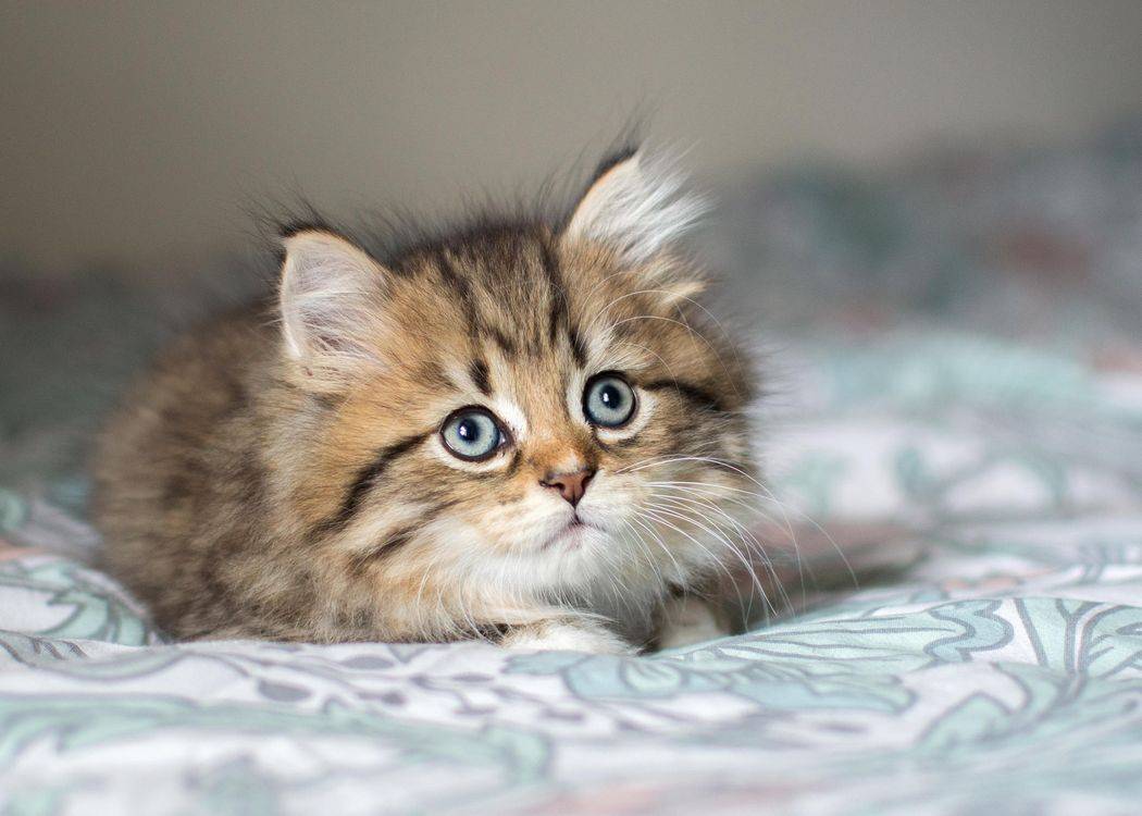 Как определить пол котенка: 120 фото отличительных признаков в первые дни жизни котят