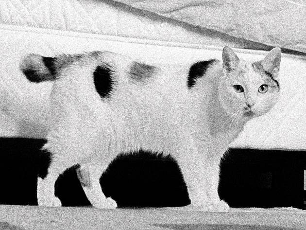 Рассмотрите фотографию кошки породы японский бобтейл. Японский бобтейл. Бобтейл кошка. Меконгский бобтейл кошка. Японская кошка с коротким хвостом.