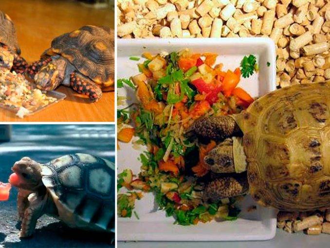 Сколько раз в день нужно кормить сухопутную черепаху
