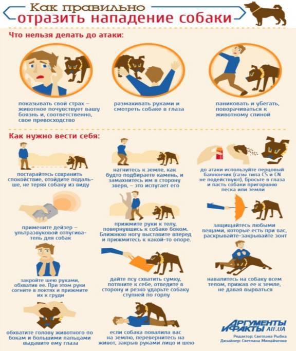 Что делать при нападении собаки или стаи собак | советы кинолога