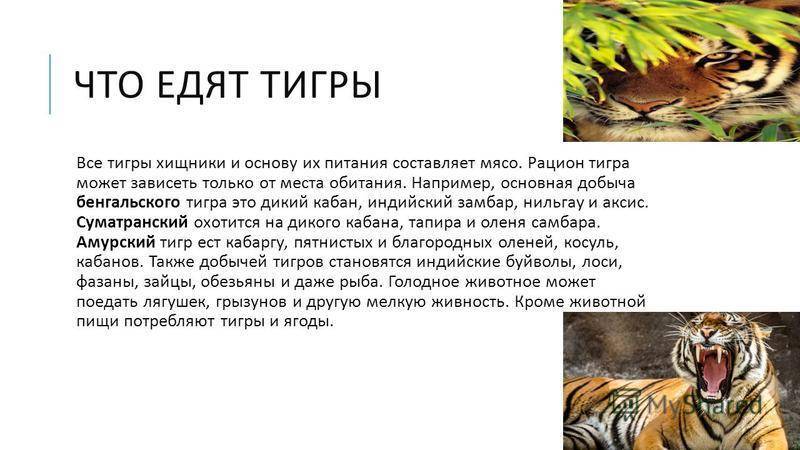 Золотая кошка: описание, характер, среда обитания и образ жизни, фото