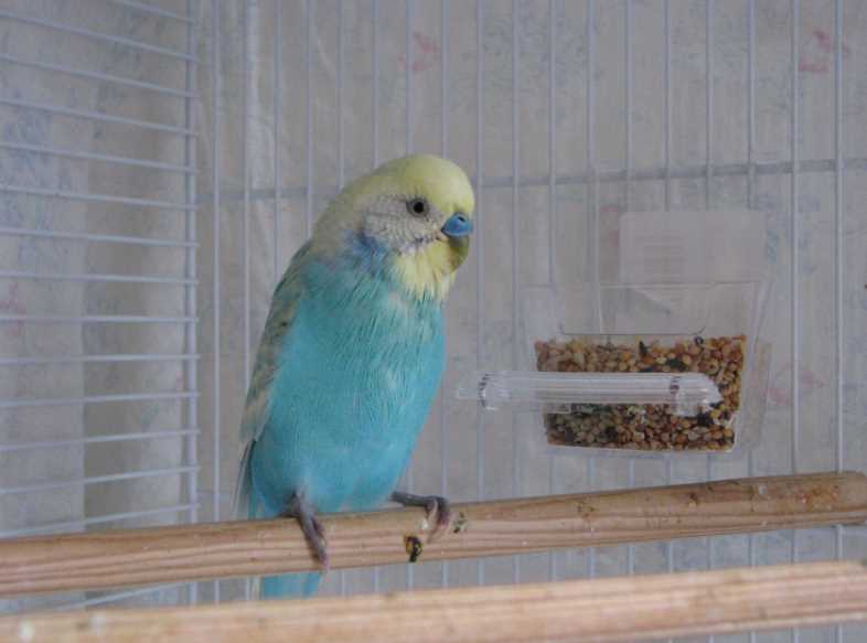 Болезни лап у попугаев: симптомы, лечение