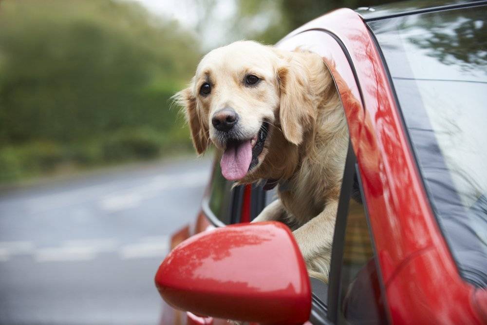 Собаку укачивает в машине или другом транспорте: как понять и что делать владельцу