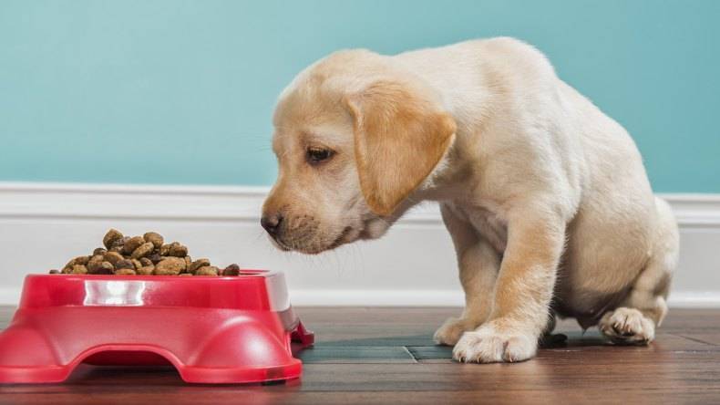 Что делать, если собака отказывается есть сухой корм