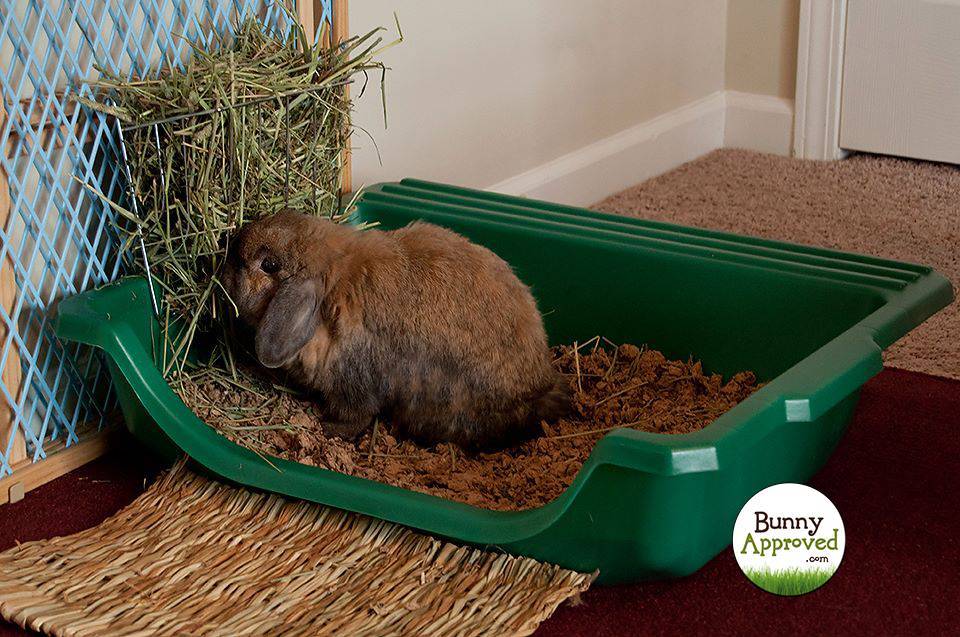 Как приучить кролика к лотку: пошаговая инструкция
