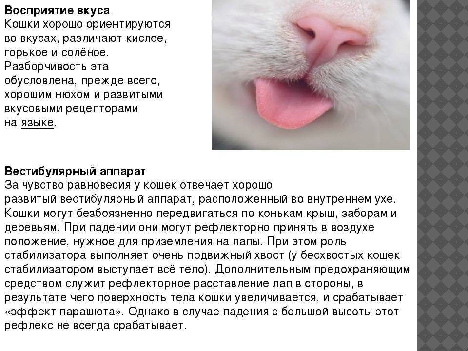Эксперт назвал 6 запахов, которые ненавидят кошки: новости, животные, кошка, запах, кошки, животное, эксперты, домашние животные