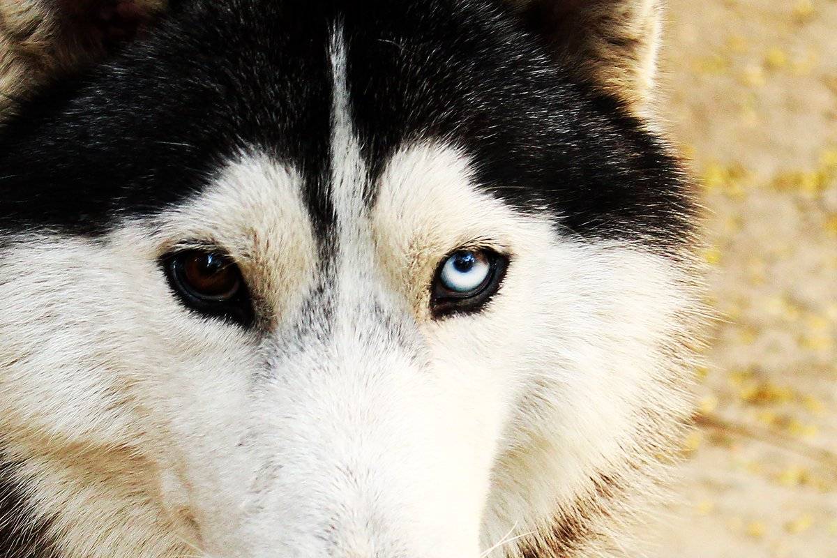 Хаски-фотосессия: все окрасы сибирских хаски, картинки взрослых собак и щенков | сайт о домашних животных
