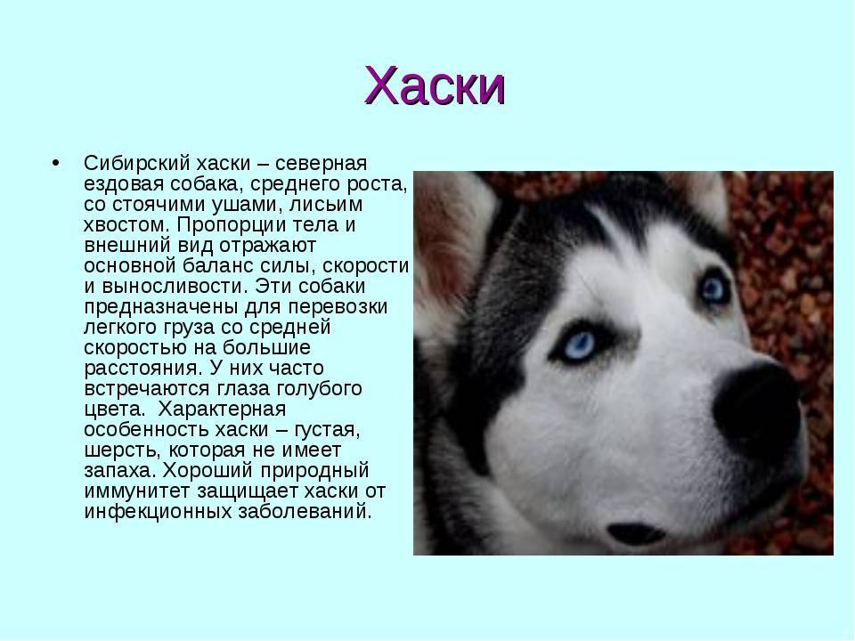 Проект про хаски