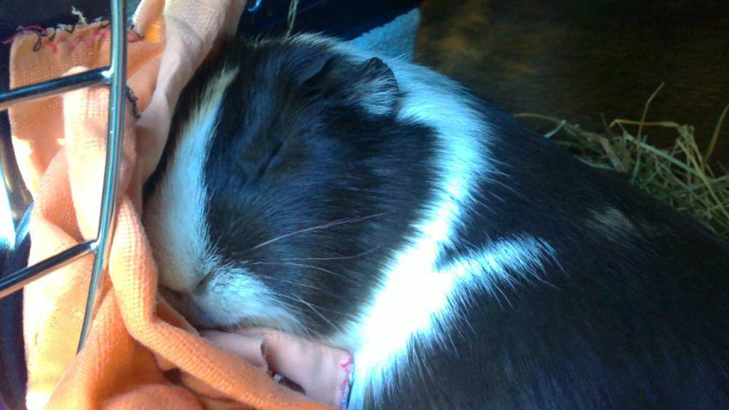Как спят морские свинки и сколько времени в сутки
