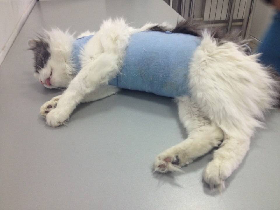 Опухоли молочных желез у кошек: лечение и операция по удалению