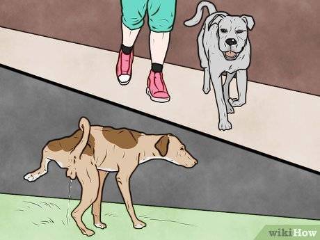 Наказание для собаки. как наказывать собаку за непослушание. как ругать щенка