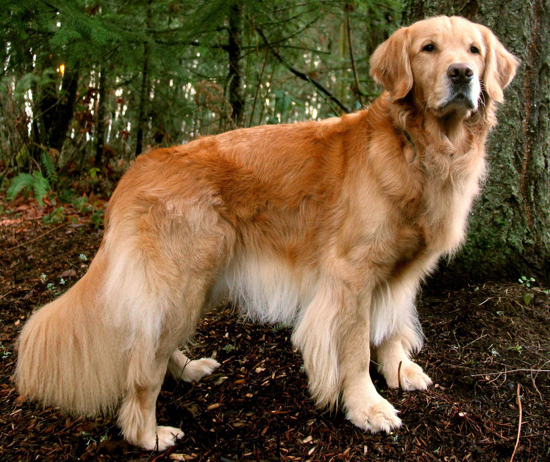 Самые добрые собаки в мире: представители пород с описанием и фото