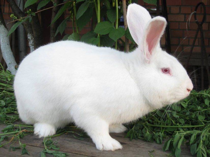 Кролик белый паннон: разведение, уход и кормление