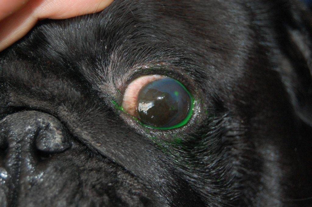 Кератит у собак: фото, симптомы и лечение в домашних условиях