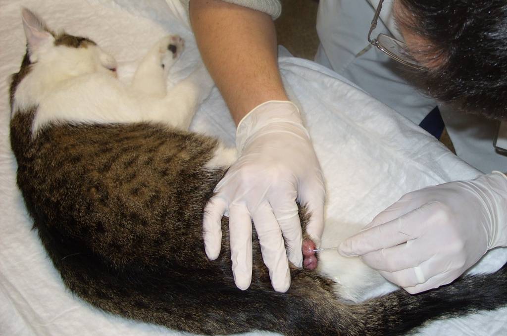 Сколько стоит стерилизация кошки - нужно ли стерилизовать кошку? - kisa.su