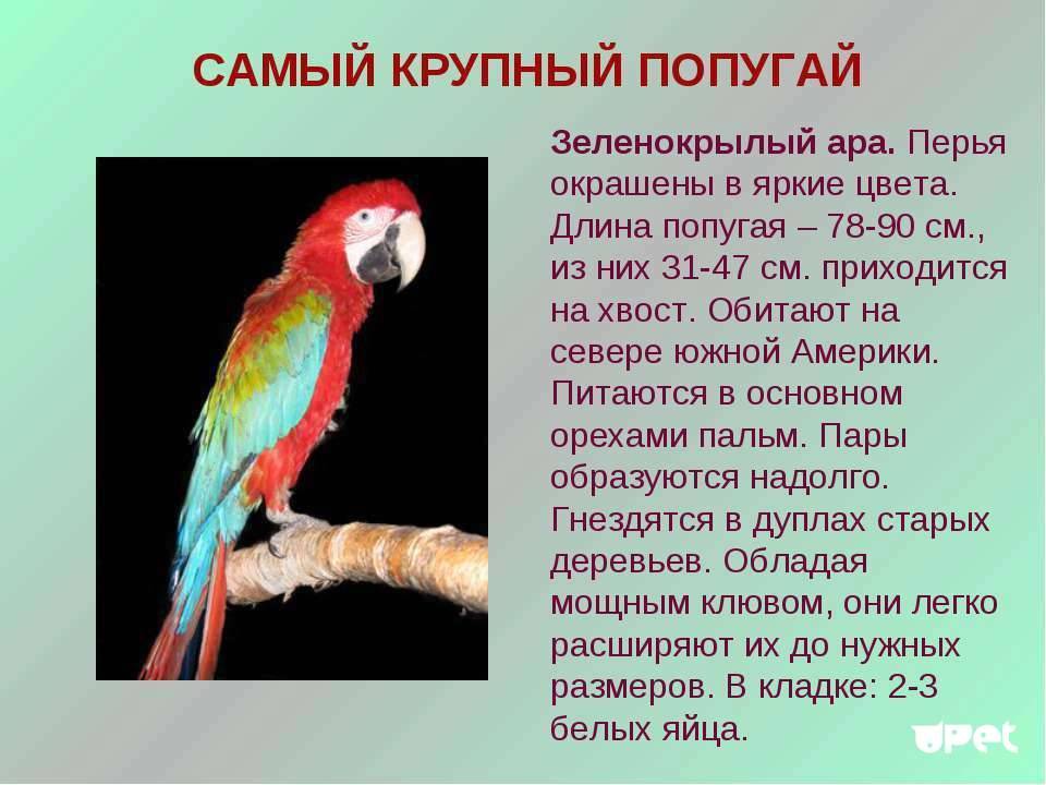 Каролинский попугай - wigi.wiki