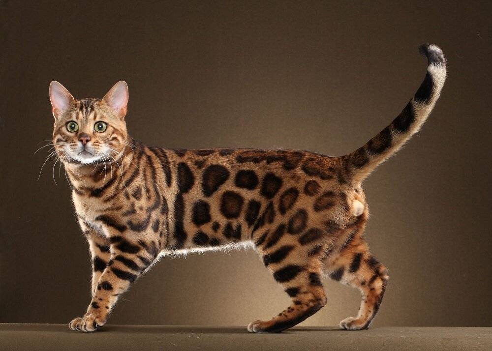Кошка с леопардовым окрасом: редкая порода бенгалов | medeponim.ru